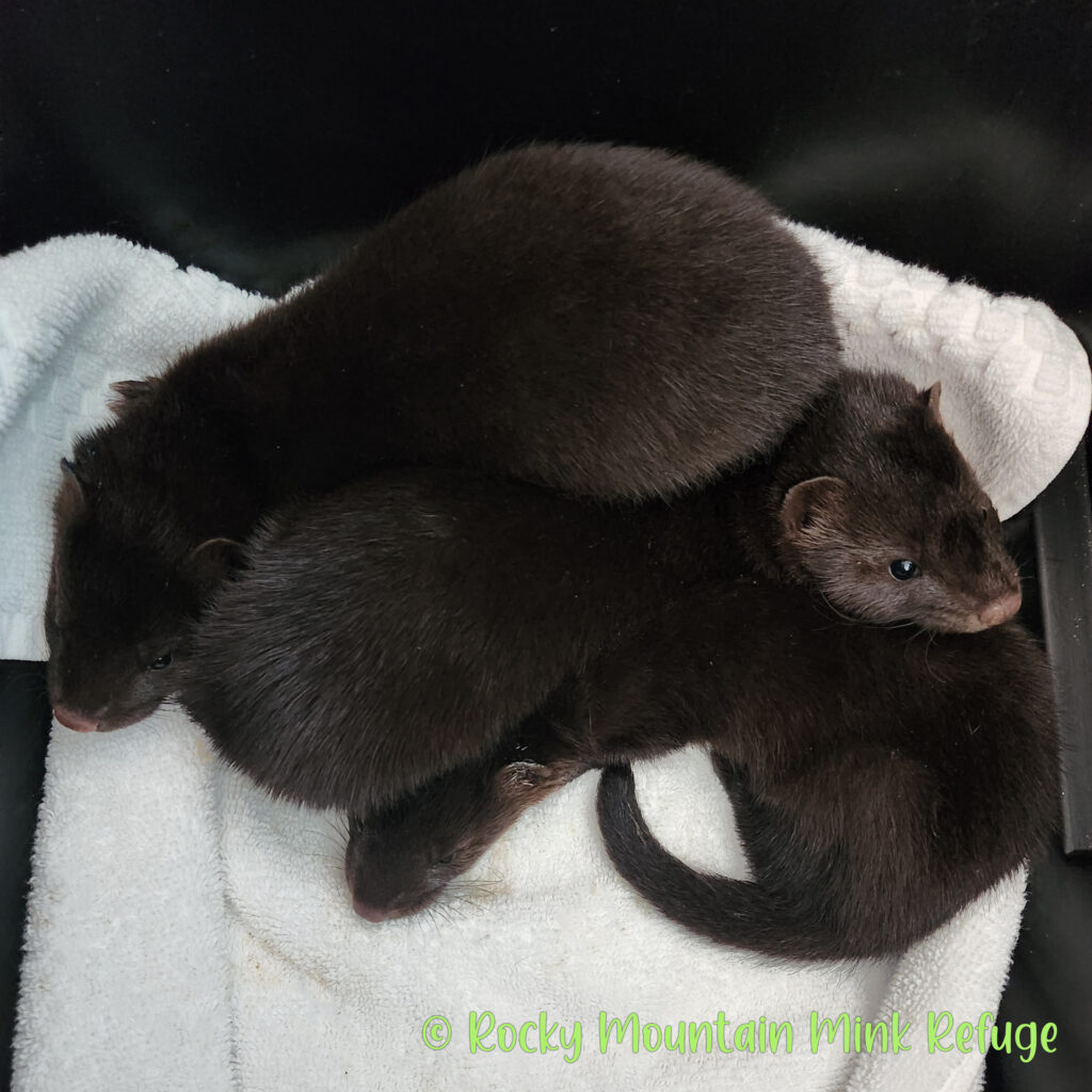 Wild Mink Kits